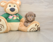 6 week old Havapoo Puppy For Sale - Seaside Pups