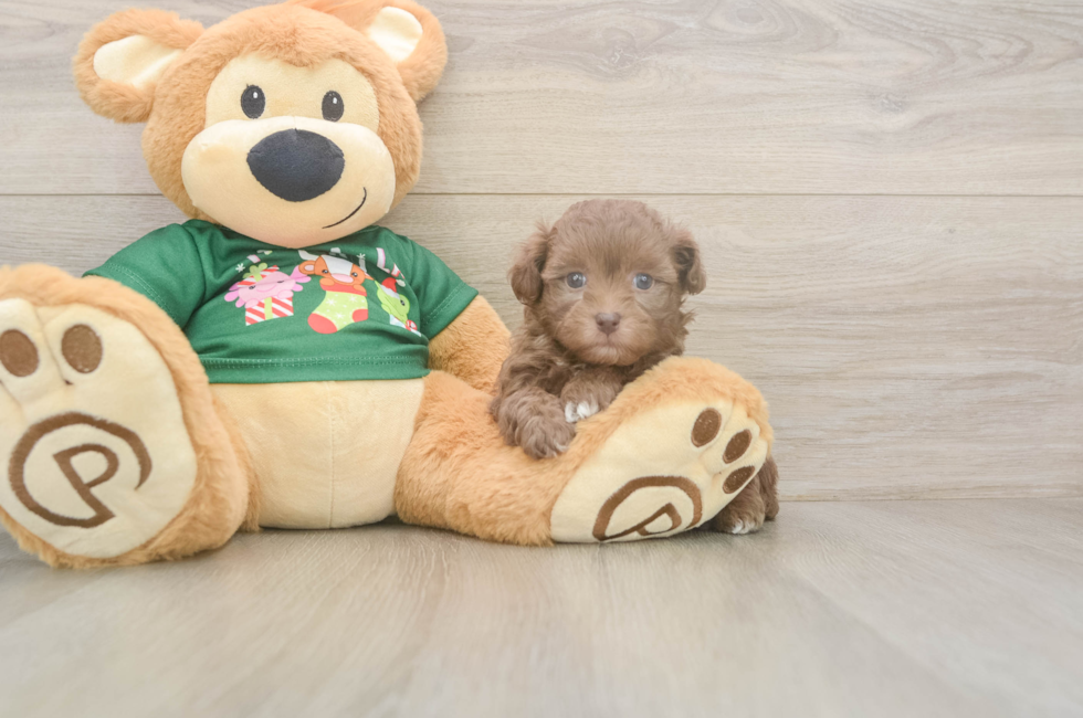 6 week old Havapoo Puppy For Sale - Seaside Pups