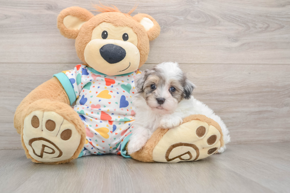 Funny Havapoo Poodle Mix Pup