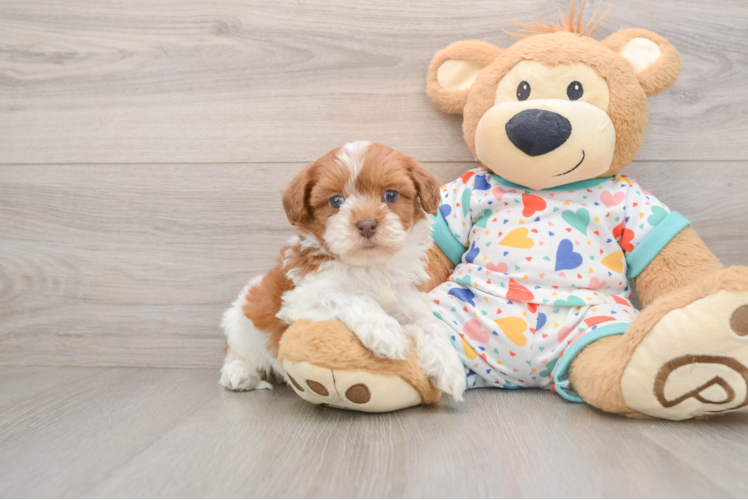 Fluffy Havapoo Poodle Mix Pup