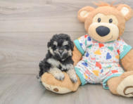 7 week old Havapoo Puppy For Sale - Seaside Pups