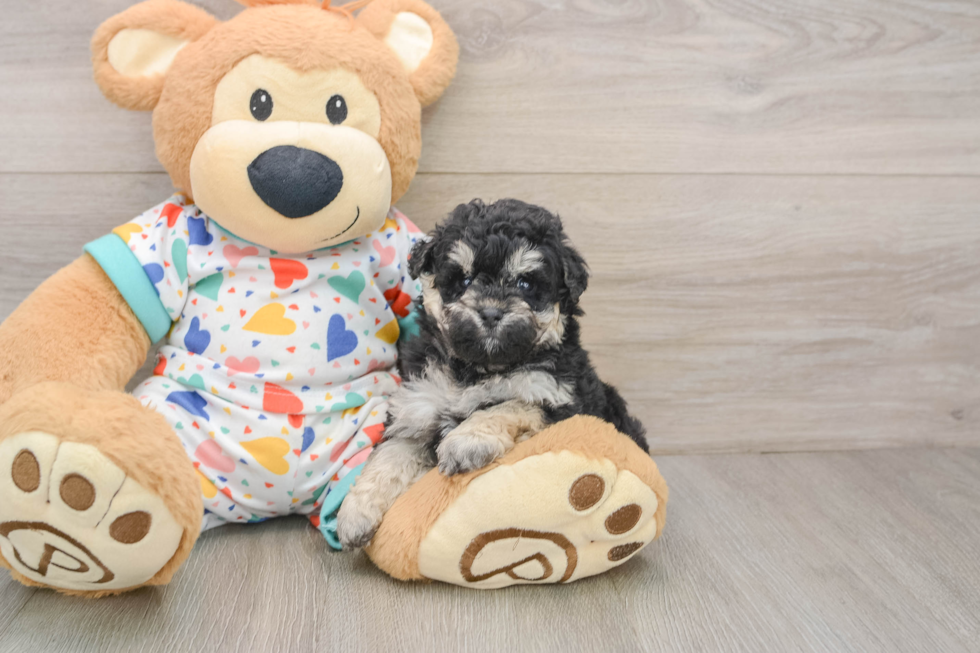 Best Havapoo Baby