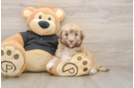 Petite Havapoo Poodle Mix Pup