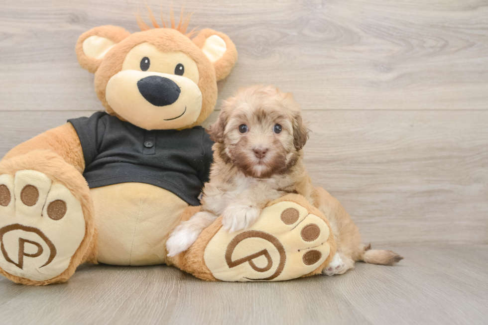 Petite Havapoo Poodle Mix Pup