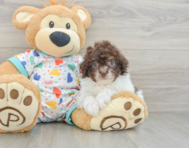 9 week old Havapoo Puppy For Sale - Seaside Pups
