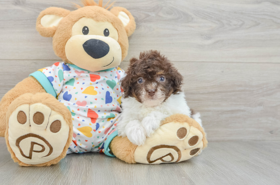 6 week old Havapoo Puppy For Sale - Seaside Pups