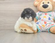 7 week old Havapoo Puppy For Sale - Seaside Pups