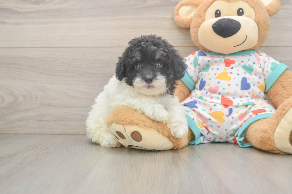 6 week old Havapoo Puppy For Sale - Seaside Pups