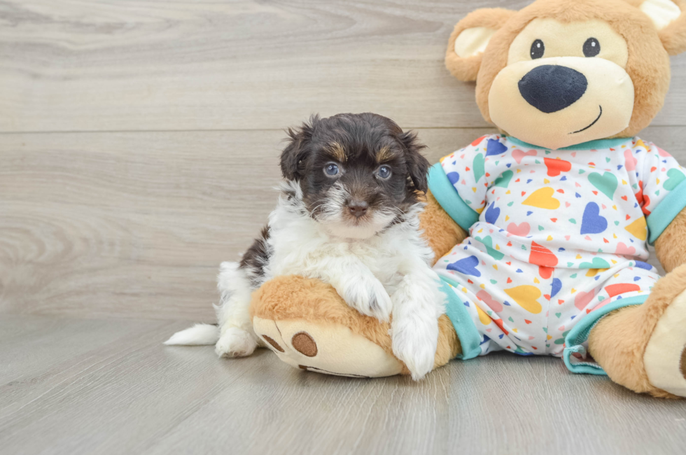 6 week old Havapoo Puppy For Sale - Seaside Pups