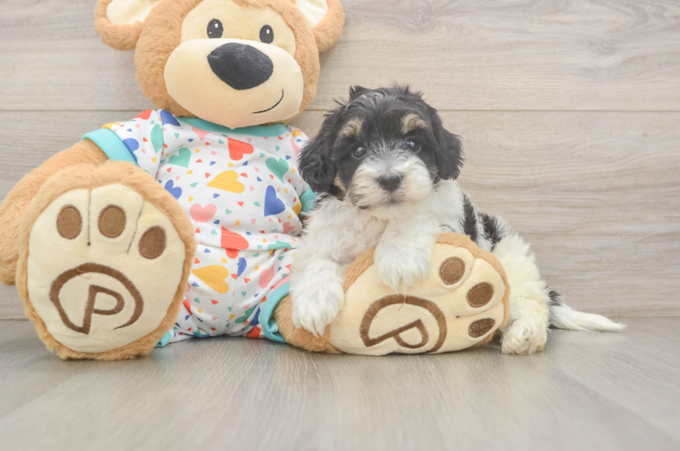 6 week old Havapoo Puppy For Sale - Seaside Pups