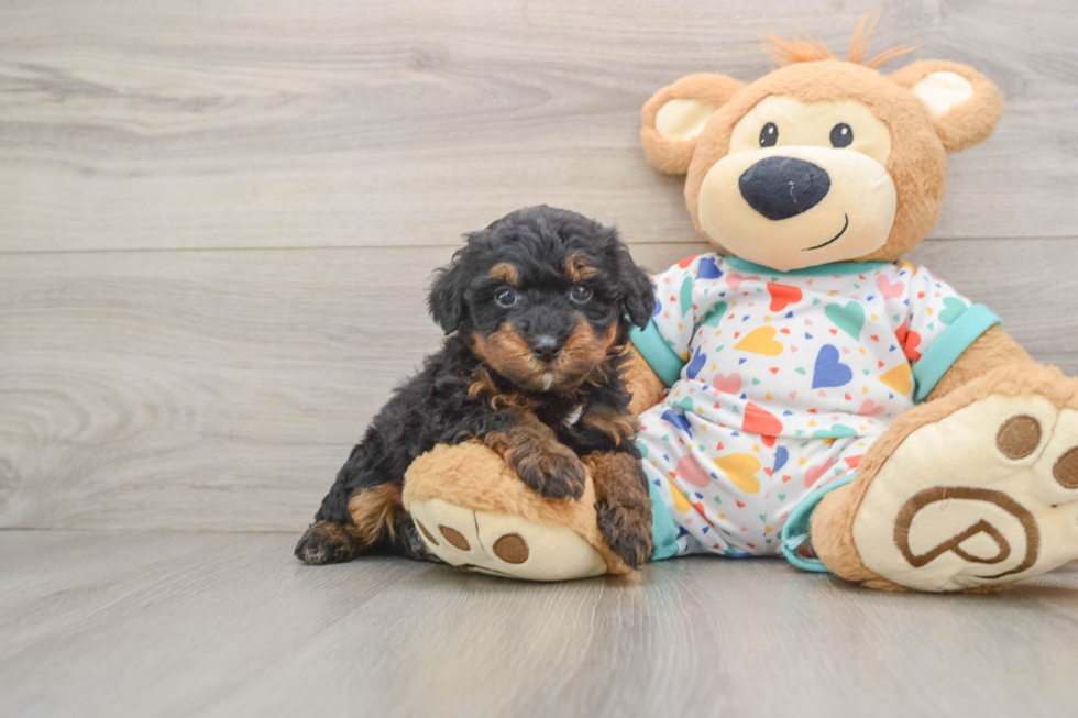 Havapoo Pup Being Cute