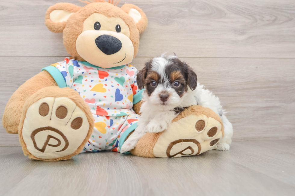 Havapoo Pup Being Cute