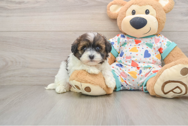 Havapoo Puppy for Adoption