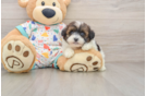 Havapoo Pup Being Cute
