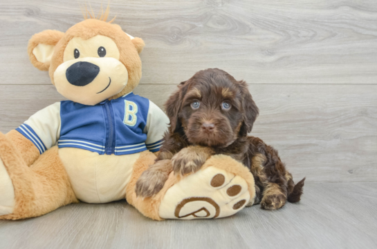 Havapoo Pup Being Cute