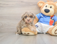 7 week old Havapoo Puppy For Sale - Seaside Pups