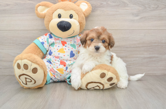 Havapoo Puppy for Adoption