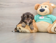 5 week old Havapoo Puppy For Sale - Seaside Pups