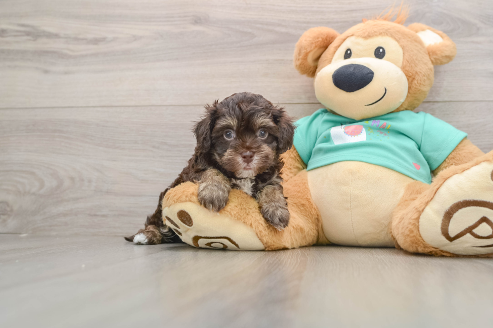 Havapoo Puppy for Adoption