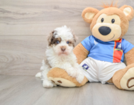 7 week old Havapoo Puppy For Sale - Seaside Pups