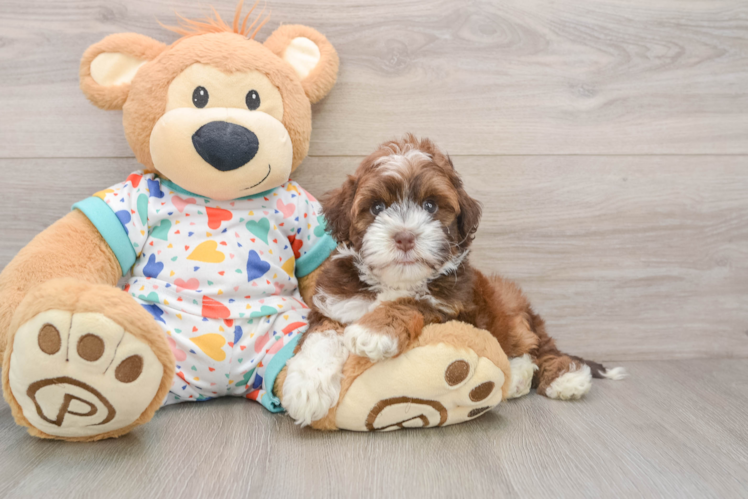 Sweet Havapoo Baby