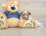 8 week old Havapoo Puppy For Sale - Seaside Pups
