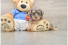 Havapoo Puppy for Adoption