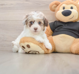 7 week old Havapoo Puppy For Sale - Seaside Pups