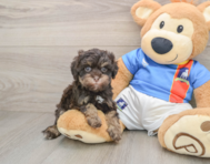 7 week old Havapoo Puppy For Sale - Seaside Pups