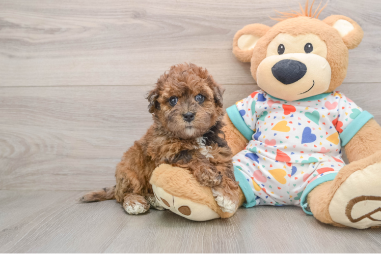 Best Havapoo Baby