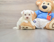 5 week old Morkie Puppy For Sale - Seaside Pups