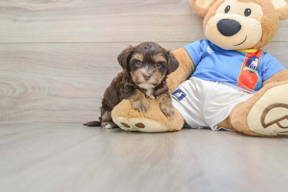 Havashire Puppy for Adoption
