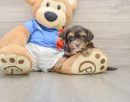 5 week old Morkie Puppy For Sale - Seaside Pups