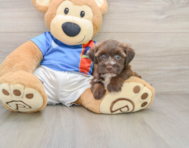 5 week old Morkie Puppy For Sale - Seaside Pups
