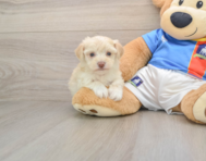 5 week old Morkie Puppy For Sale - Seaside Pups