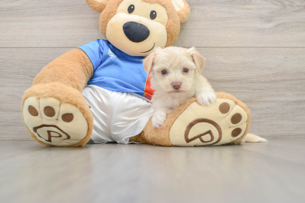 Havashire Puppy for Adoption