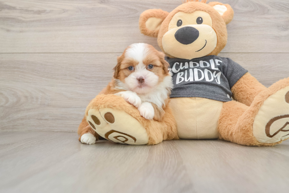 Smart Havashu Designer Pup