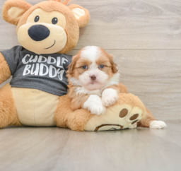 6 week old Havashu Puppy For Sale - Seaside Pups