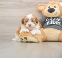 6 week old Havashu Puppy For Sale - Seaside Pups