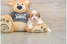 Havashu Puppy for Adoption