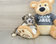 5 week old Havashu Puppy For Sale - Seaside Pups
