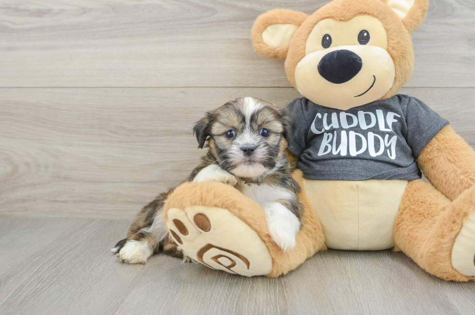 7 week old Havashu Puppy For Sale - Seaside Pups