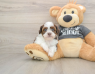 5 week old Havashu Puppy For Sale - Seaside Pups