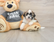 5 week old Havashu Puppy For Sale - Seaside Pups