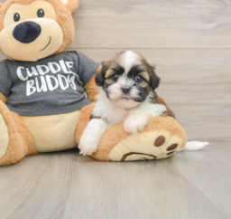 5 week old Havashu Puppy For Sale - Seaside Pups