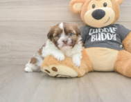 5 week old Havashu Puppy For Sale - Seaside Pups