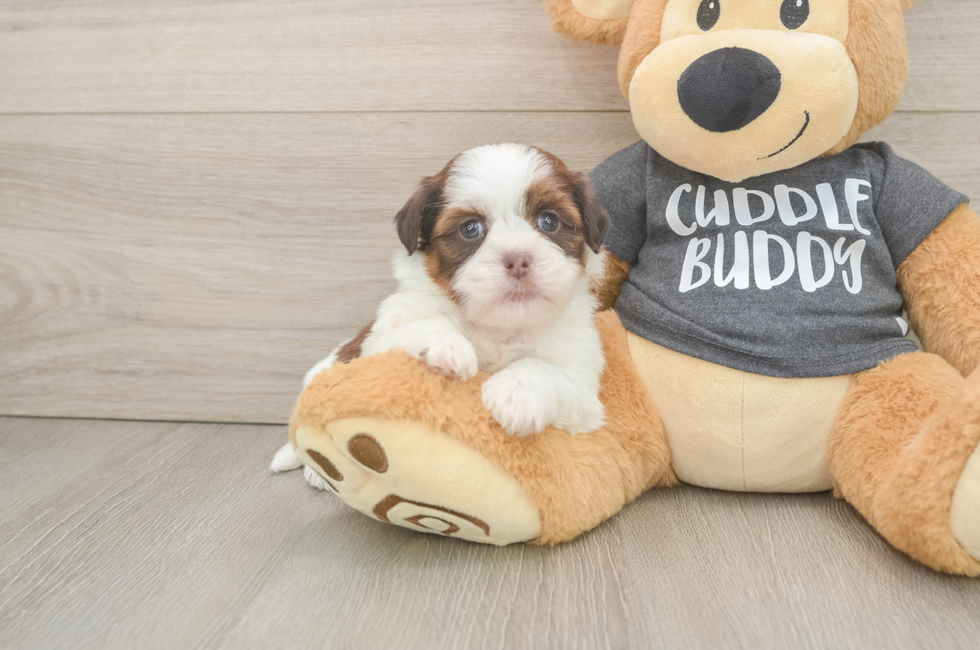 5 week old Havashu Puppy For Sale - Seaside Pups