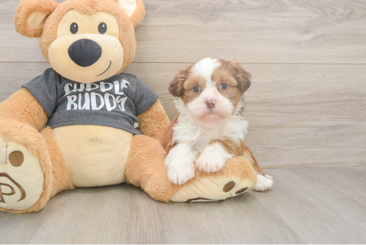 Playful Havanese Shih Tzu Mix Designer Puppy