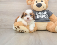 5 week old Havashu Puppy For Sale - Seaside Pups