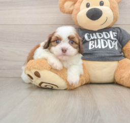 5 week old Havashu Puppy For Sale - Seaside Pups